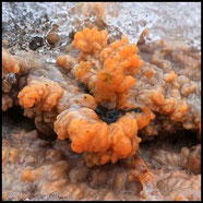 Orangeroter Kammpilz, Phlebia radiata