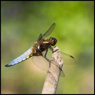 Plattbauch, Libellula depressa, Männchen