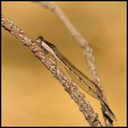 Gemeine Winterlibelle, Sympecma fusca, Männchen
