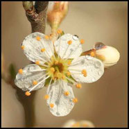Blüte der Schlehe, Prunus spinosa