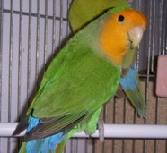 Mutazioni Roseicollis Allevamento Amatoriale Pappagalli Inseparabili Fischeri Inseparabilipm