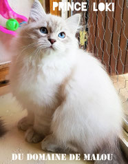 siberien Silver 