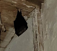 Chauve-souris du Gite Daur Bocou