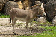 Animaux Afrique : Ane de Somalie