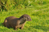 loutre