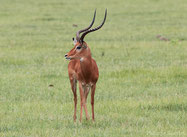 Animaux Afrique : Impala