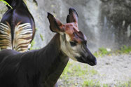 okapi afrique