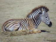 zebre afrique