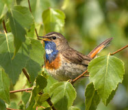 Blaukehlchen Männchen