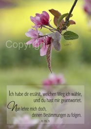 wilde Apfelblüte