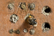 Mauerbiene Schlupf Niströhre Insektennisthilfe Insektenhotel gebrannter Ton