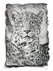 leopard timeless impressions drawing by french pencil artist Magali Lapeyre-Mirande léopard impressions intemporelles dessin artiste dessinatrice
