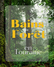 Équinoxe d'Automne : Bain de Forêt   Eliane Klein, Praticienne en Sylvothérapie - via energetica bien-etre en touraine