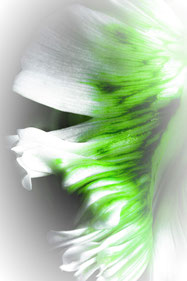 © J. Reiter "Papageitulpenblatt"