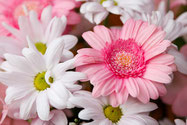 Blumen für die Liebe