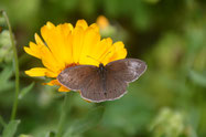 Foto: Mercker/NABU FDS