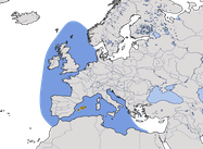 Karte zur Verbreitung des Balearensturmtauchers (Puffinus mauretanicus) weltweit. 