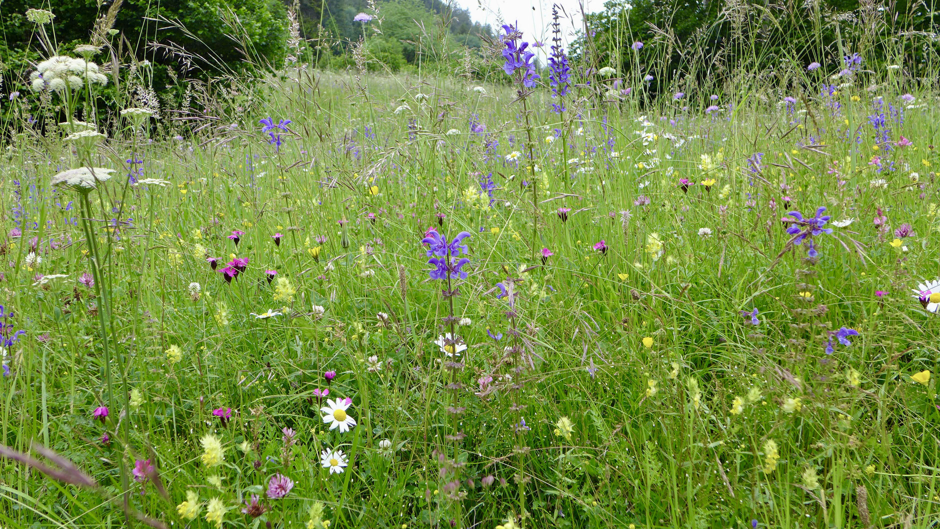 Blumenwiese Welche Pflanzenarten erkennst du? Botanik Exkursionen