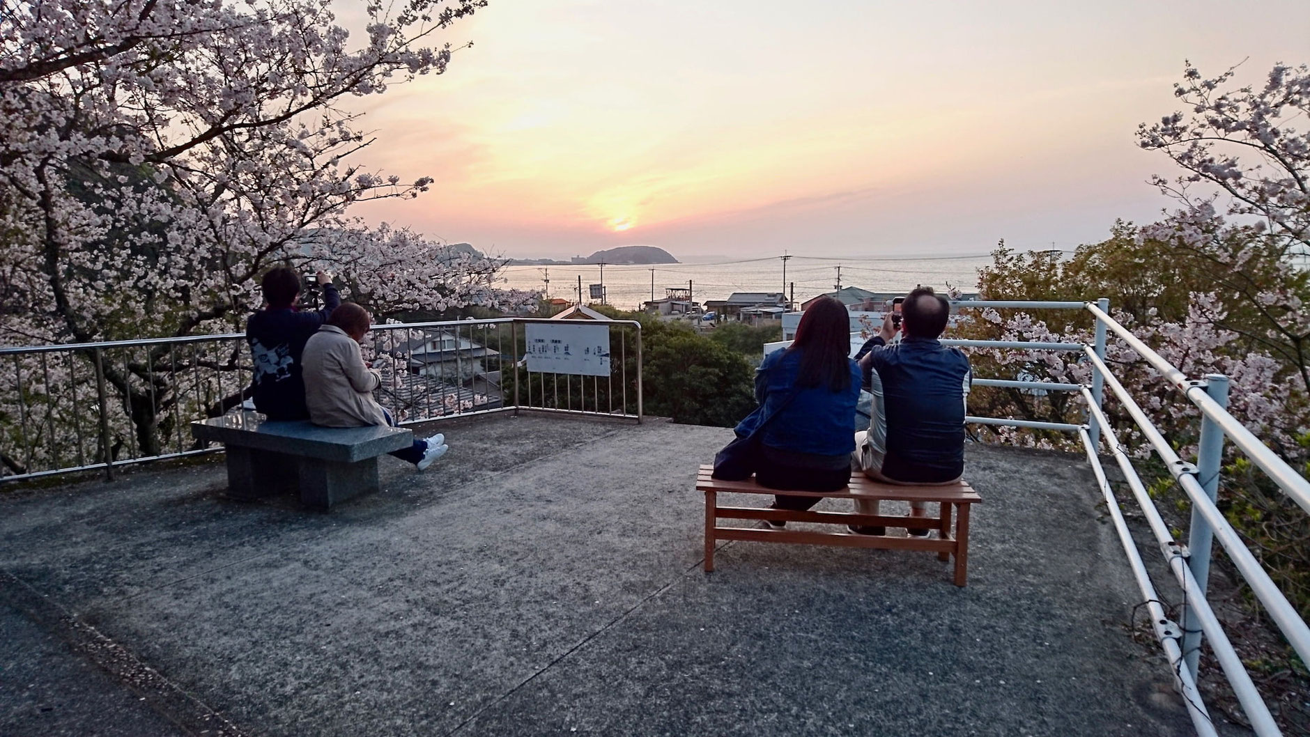 鎮懐石八幡宮の展望台にあるベンチに座って夕日と桜を見る参拝者