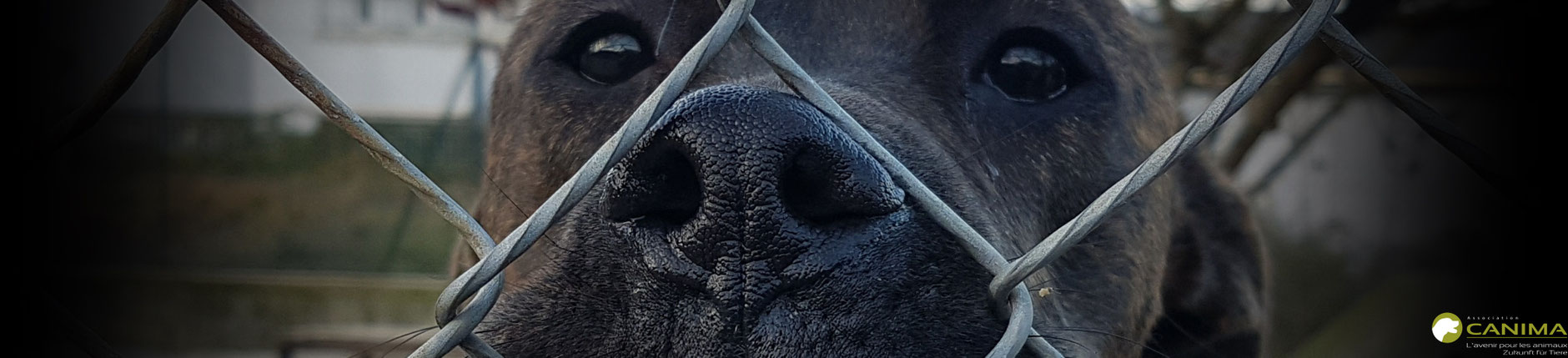 Notfälle in den französischen Tierheimen Association Canima Zukunft