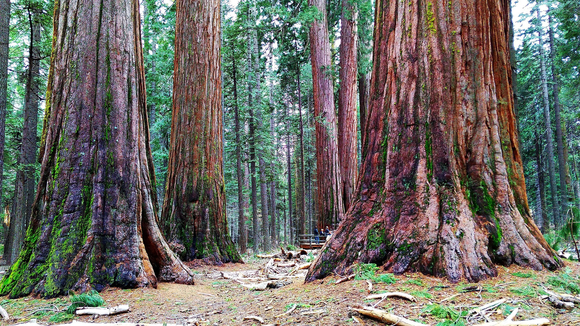 lllᐅ Sequoia Nationalpark Sehenswürdigkeiten & Hotels Der Reise Blog