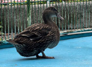 養老ランド　養老公園　岐阜　ちびっこ　遊園地