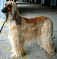 Wikipedia_Sannse_Afghan Hound Zushkhan Jodeci owned by Vannessa Small