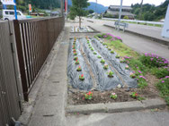 花壇の花植え⑤