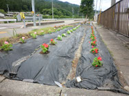 花壇の花植え⑥