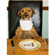 pets sweet home perugia