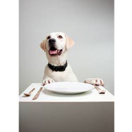 pets sweet home perugia