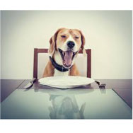 pets sweet home perugia