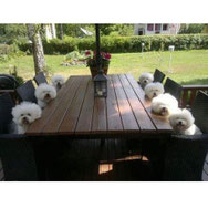 pets sweet home perugia