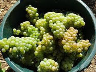 vignoble 