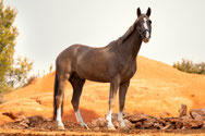 Photographe equestre cheval portrait quentinrphotos aix en provence