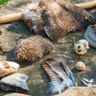 Naturmuseum Wildnisschule Habichtswald