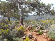 Wanderung nach Lissos, Kreta