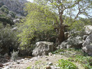 Zakros