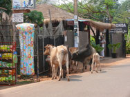 Shopping in India