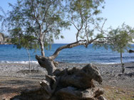 Lentas