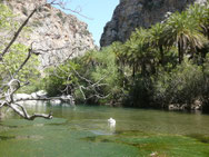 Palmenwald Preveli