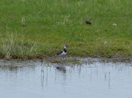 Kiebitz, vanellus vanellus, Foto: ©KBenedickt
