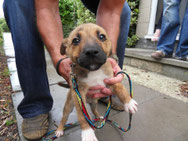 Tilly, a brindle dog with white socks and chest at 10 weeks old.