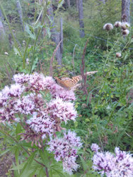 Bild: Phytotherapie