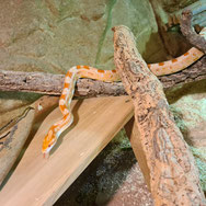 Detaillierte Tipps zur Haltung der schönen Schlange geben die Tierpfleger im Tierheim.