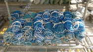 若鳶　落下防止ネット