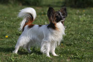 Elli ( owner: S. di Bert)