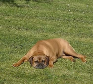 un chien boxer de couleur fauve couché sur le ventre de tout son long dans l'herbe par coach canin 16 educateur canin en charente