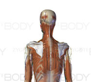 zygote body 3D