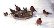 schooltv : vogels in de winter